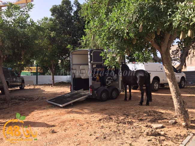 yamen td yaffa j (2).jpg